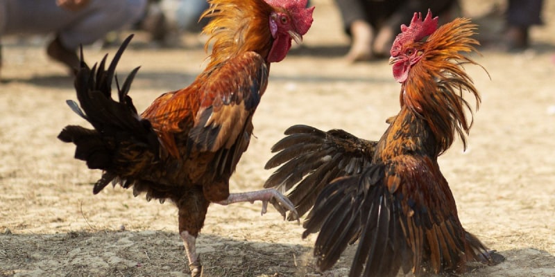 What is Cockfighting Conditioning?