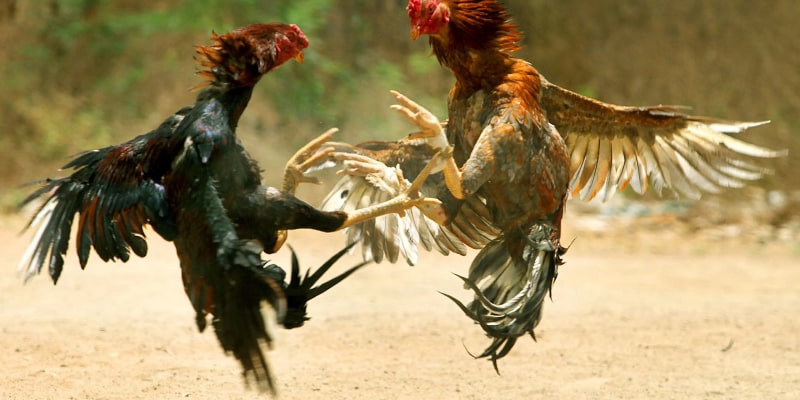 What is Cockfighting Law? Why is it Important to Understand the Rules of Cockfighting?