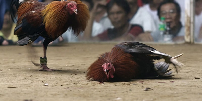 Understanding Cockfighting Law Correctly  