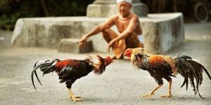 5+ Tips for Conditioning for Cockfighting from Experts at Ph365