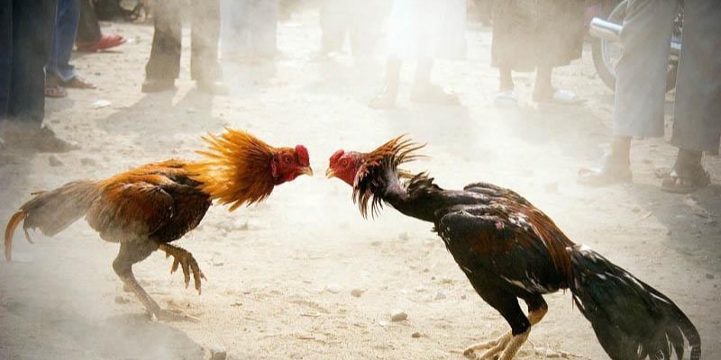 What is Conditioning for Cockfighting?  