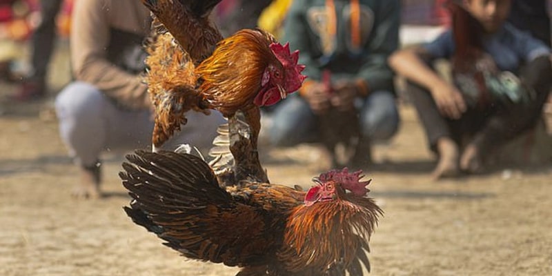 Super convenient cockfighting website